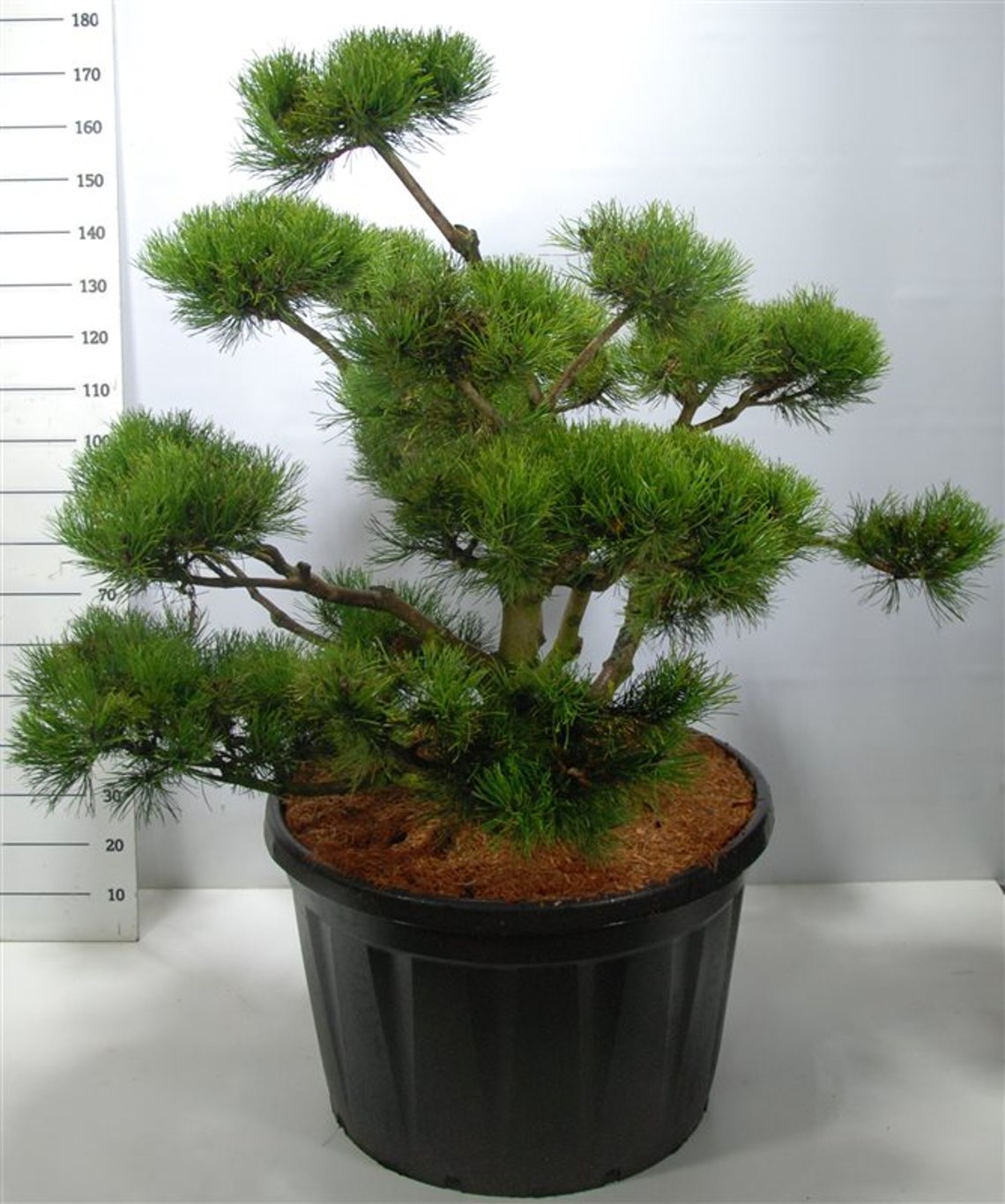 Pinus mugo - 120-140 CM Bonsai Cont.
